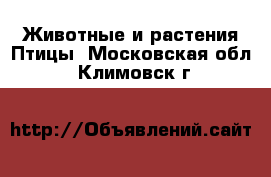 Животные и растения Птицы. Московская обл.,Климовск г.